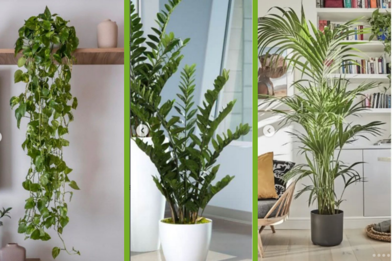 Plantas para apartamento
